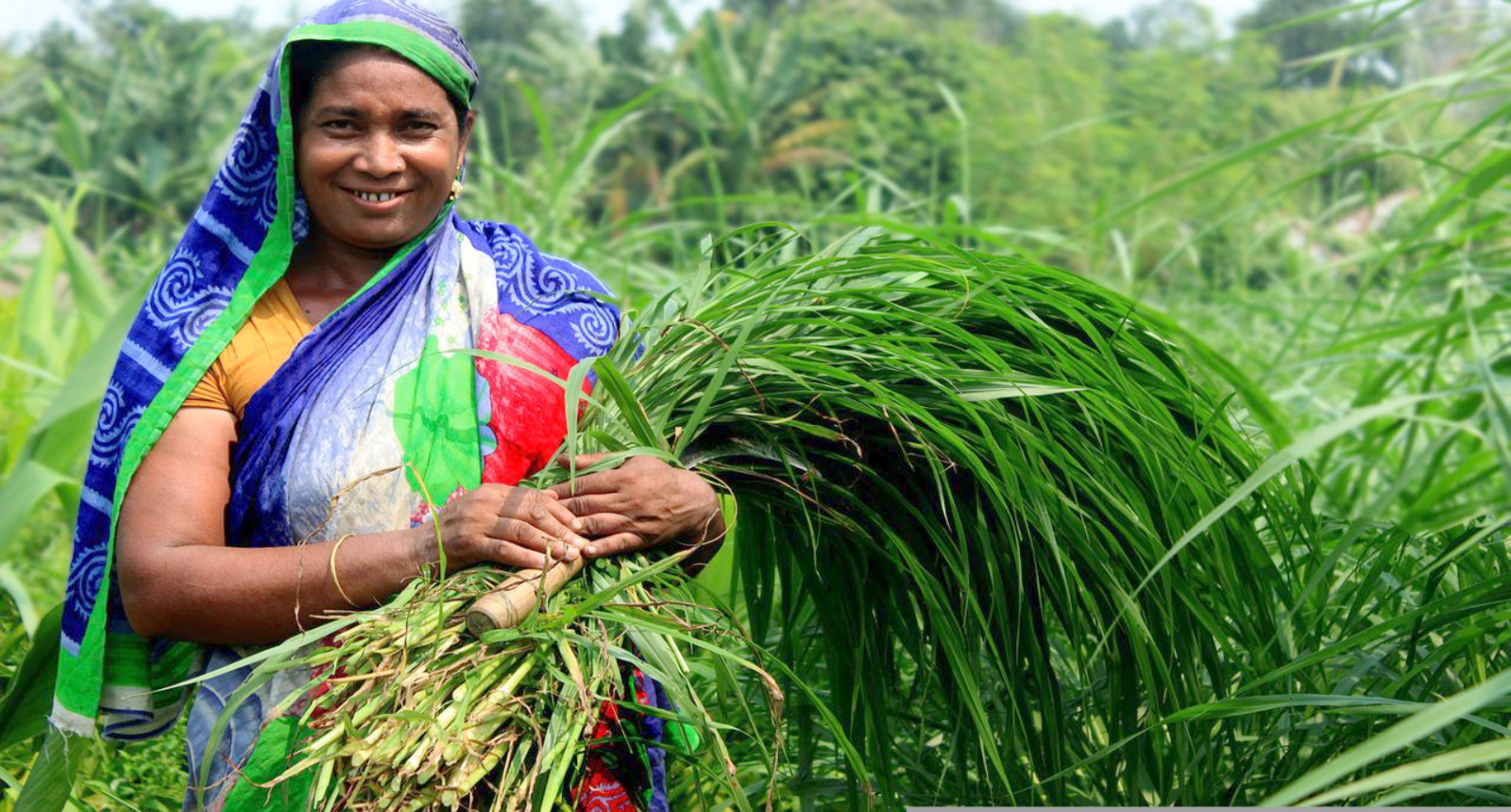 Pearl Millet | Nutrition Connect