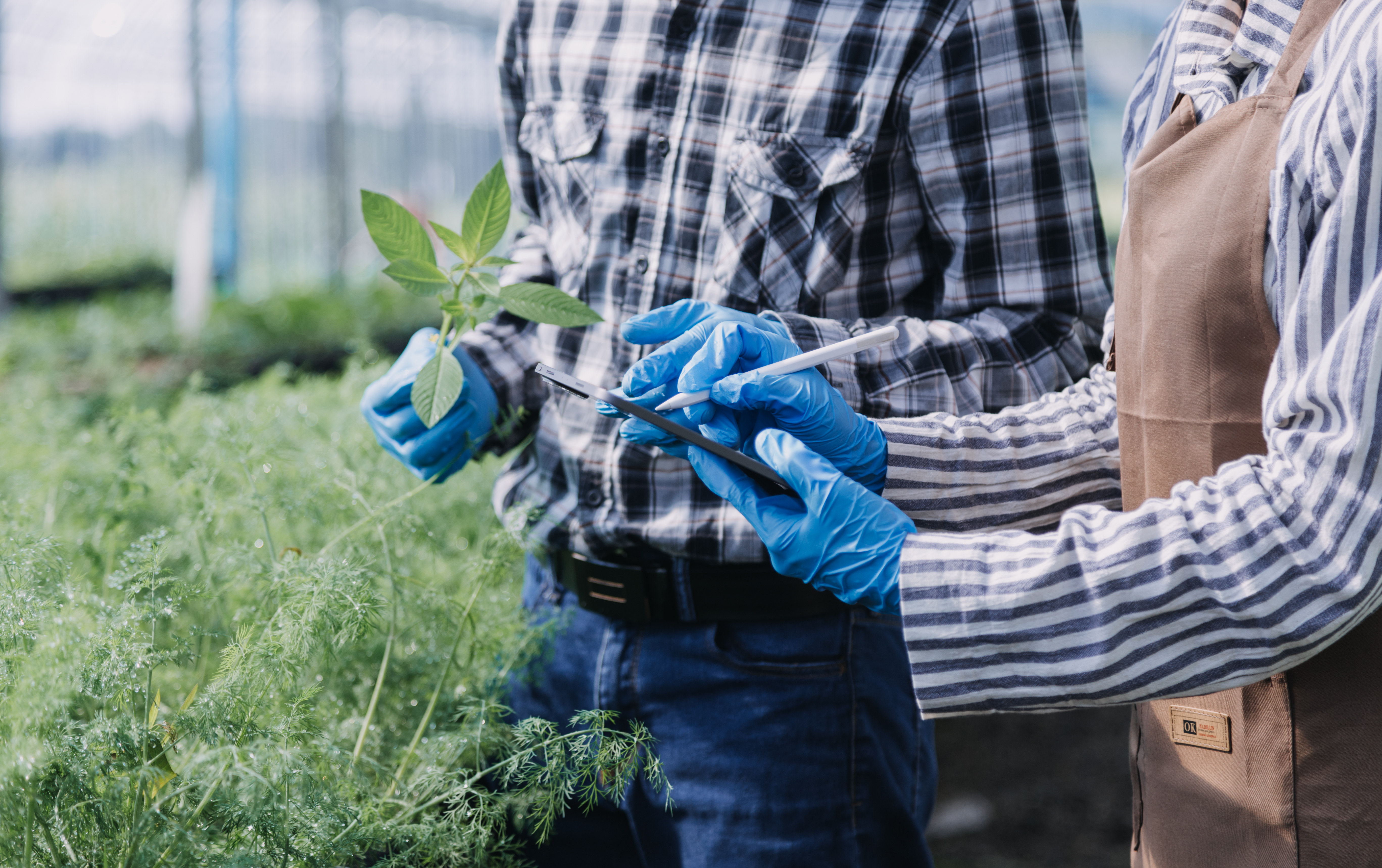 Collaboration between Private and Public Genebanks in Conserving and Using Plant Genetic Resources