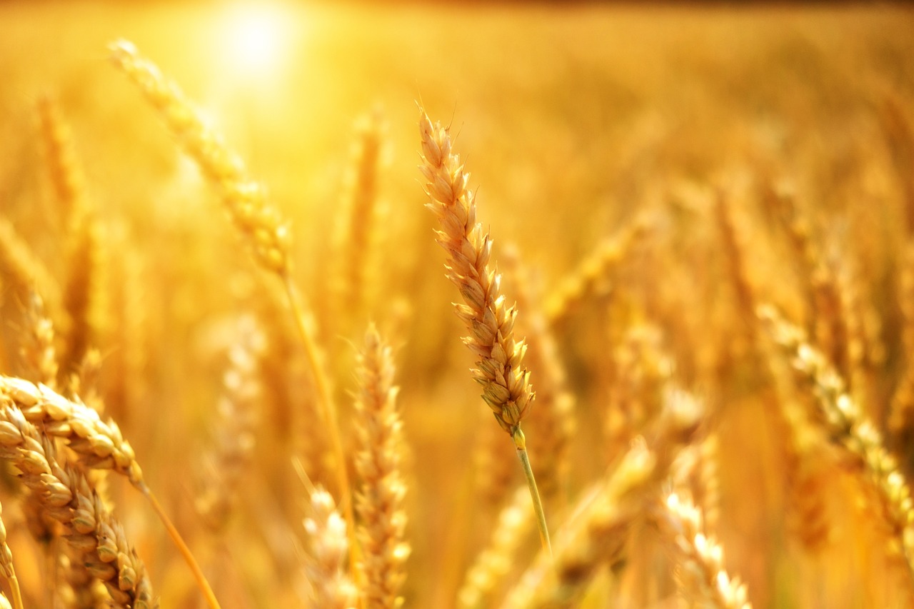 Nutritional Values of Wheat and the Roles and Functions of Its Compositions in Health