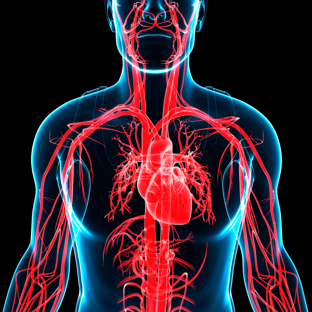 Joint Association of Inflammatory Marker and Cardiovascular-Kidney-Metabolic Syndrome Stages with Mortality