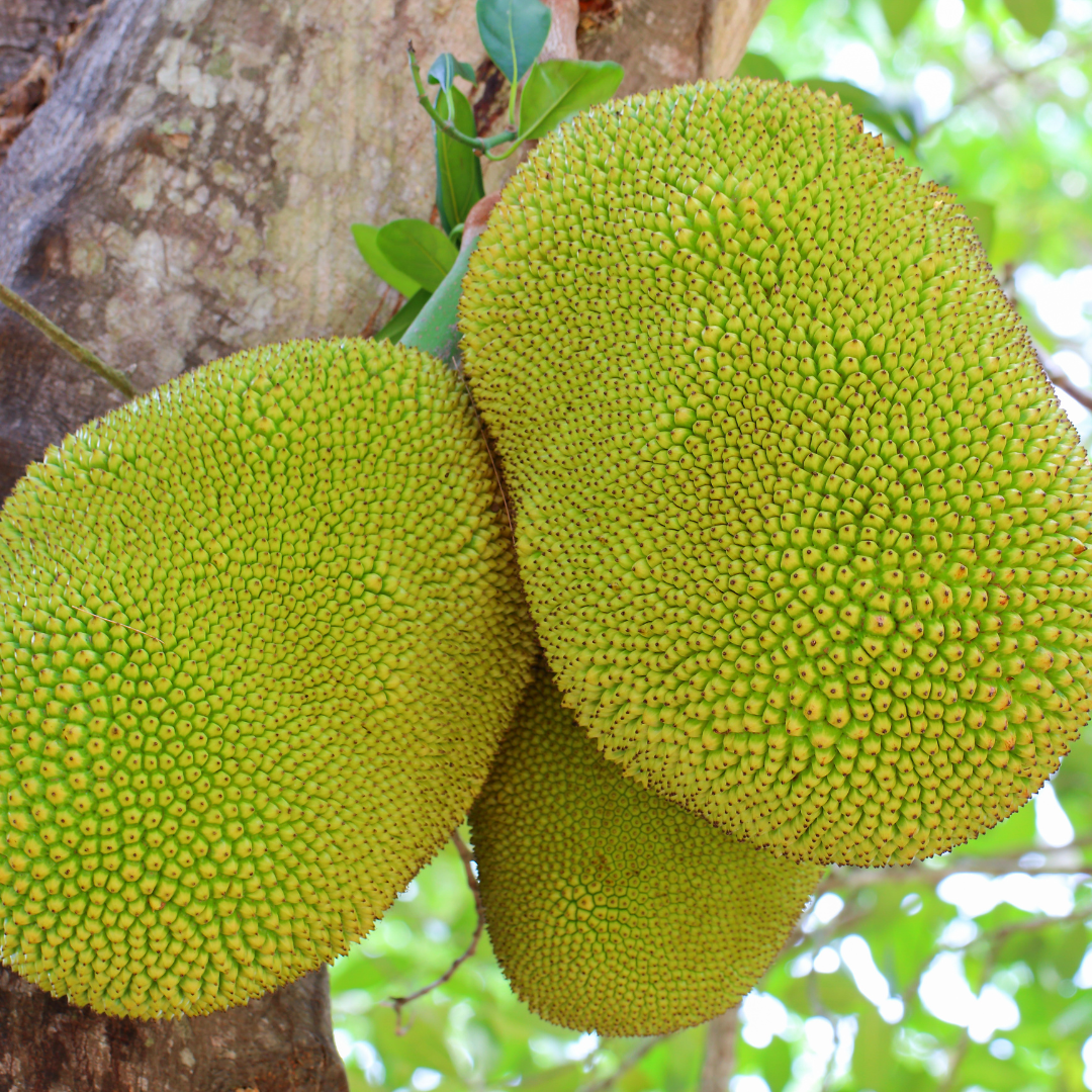 Process Optimization and Quality Characterization of Jackfruit Seed-Based Instant Milkshake Premixes