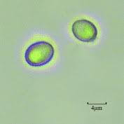 Metabolic Engineering of Komagataella phaffii for Xylose Utilization from Cellulosic Biomass: