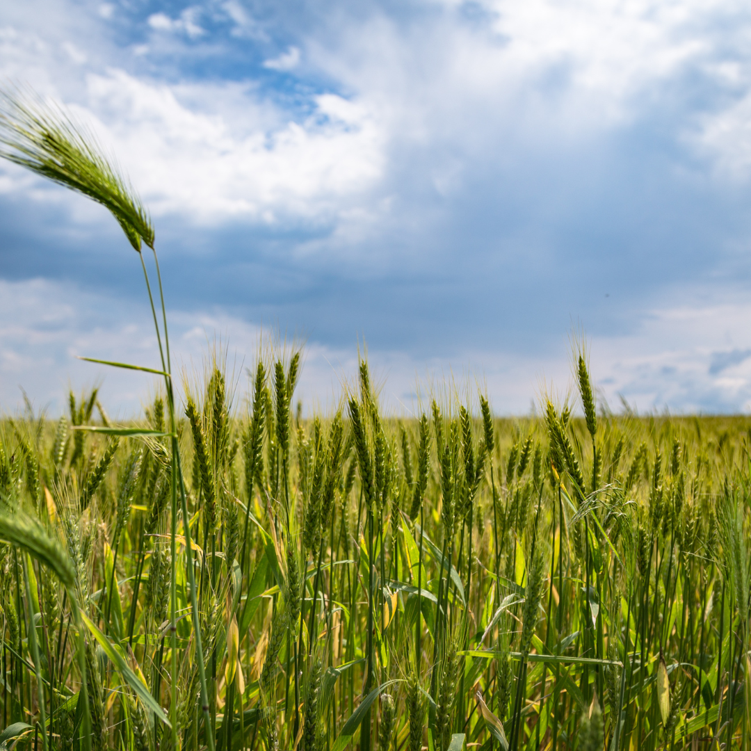 Cereal Production in Africa: The Threat of Certain Pests and Weeds in a Changing Climate—A Review