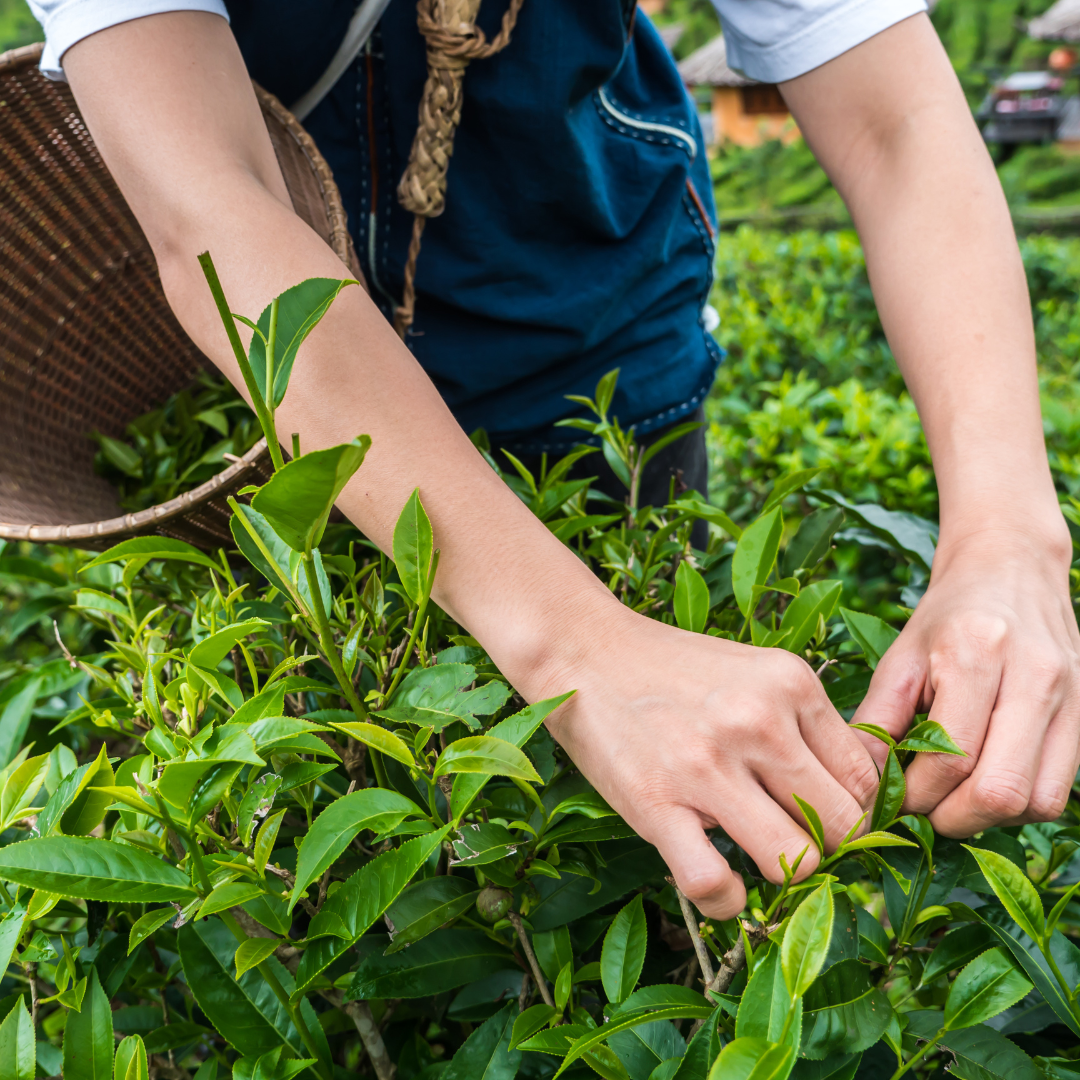 Role of Agricultural Extension in Addressing Food Security