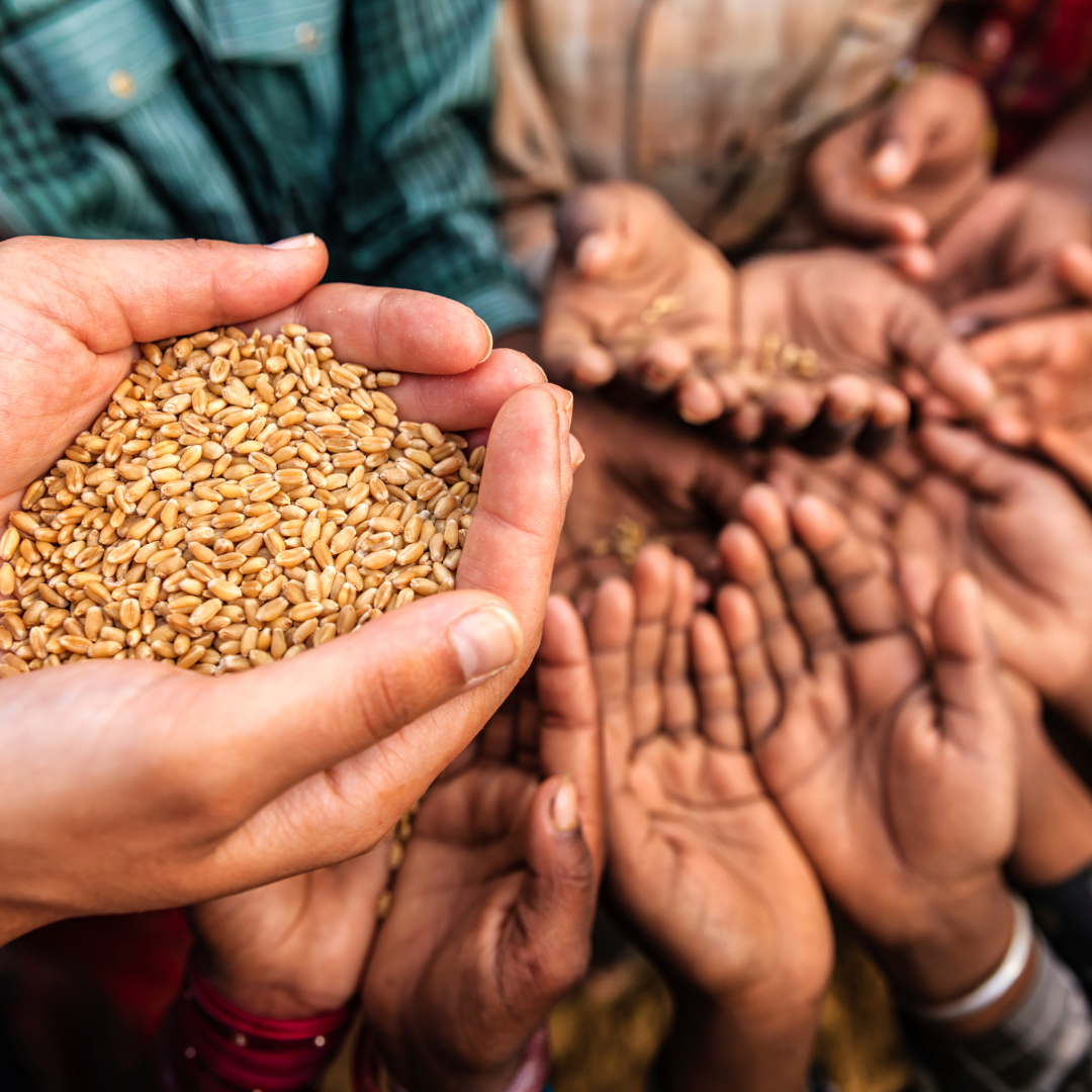 Differential Biochemical Responses of Indian Wheat Genotypes to Temperature Stress