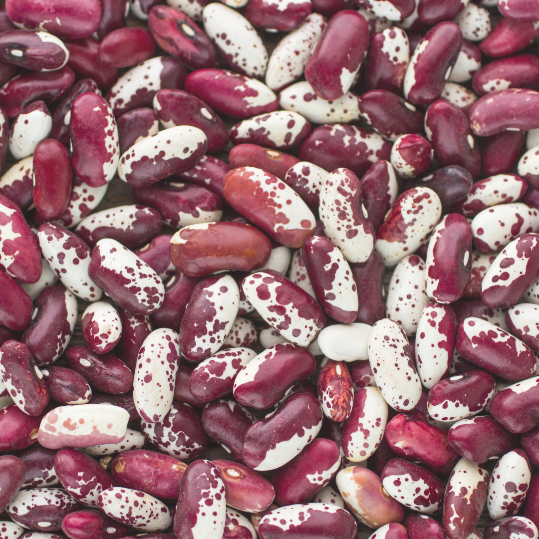 Biofortified Red Mottled Beans in a Maize and Bean Diet Provide More Bioavailable Iron than Standard Red Mottled Beans: Studies in Poultry and an In Vitro Digestion/Caco-2 Model