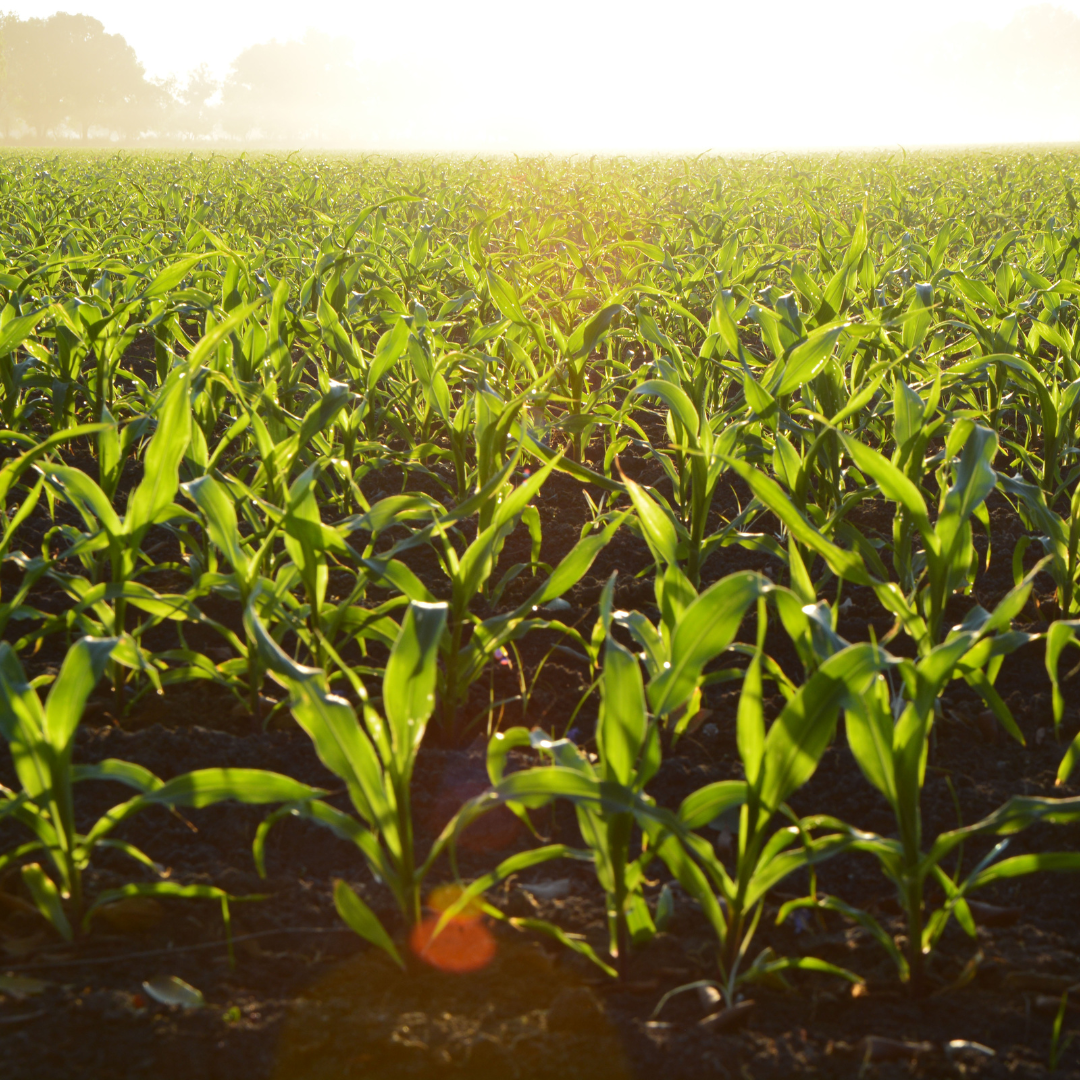 Future Crops and Processing Technologies for Sustainability and Nutritional Security