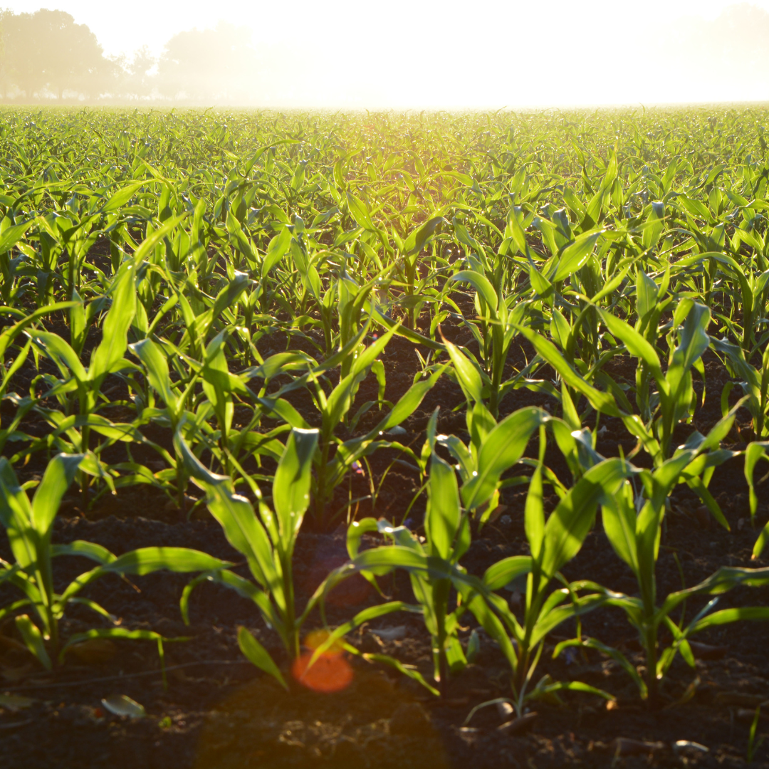 emerging crops | Nutrition Connect