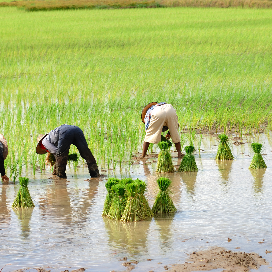 Food Consumption, Purchasing, and Dietary Pattern of Farm Women in Dharwad District, Karnataka State, India