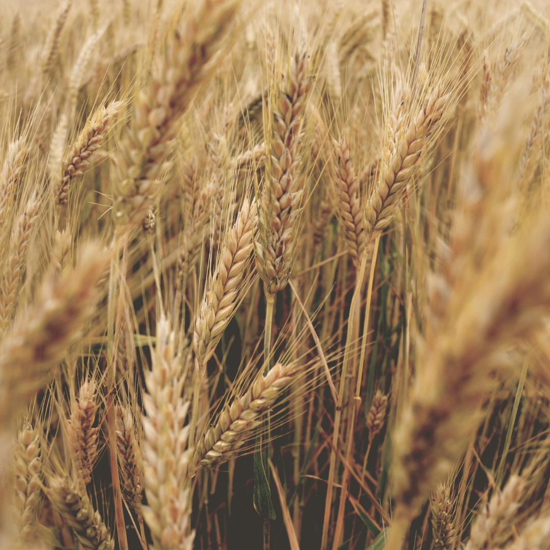 Grain Amaranth: A Versatile Untapped Climate-Smart Crop for Enhancing Food and Nutritional Security (2024)