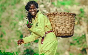 Pathways to Healthier Diets in Malawi’s Tea Communities