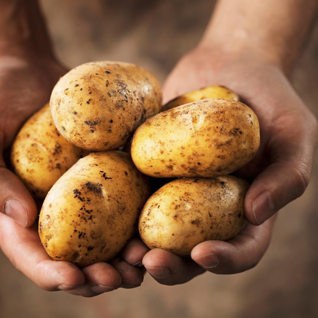 Screening for Resistance Resources against Bacterial Wilt in Wild Potato