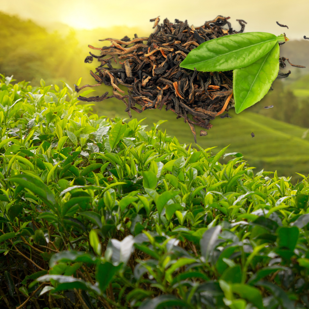 Utilizing Herbal Dust: Ultrasound-Assisted Extraction of Green Tea, Hibiscus, and Lemon Balm Filter Tea Industry Waste: