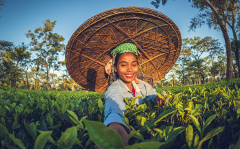 Biodiversity and Nutrition Synergies: Evaluating National Biodiversity Strategies and Action Plans for Integration