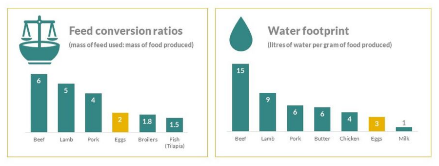 Environmental impact of eggs