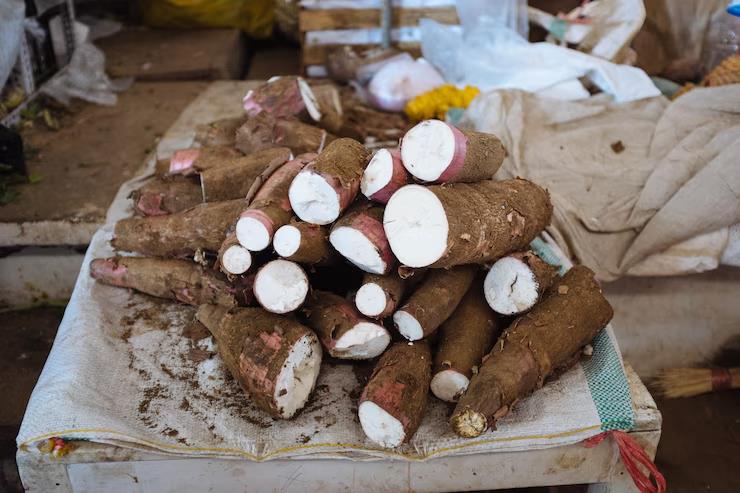 Freshly harvested cassava, one of the most common food crops in sub-Saharan Africa.
